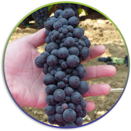 grapes-in-hand