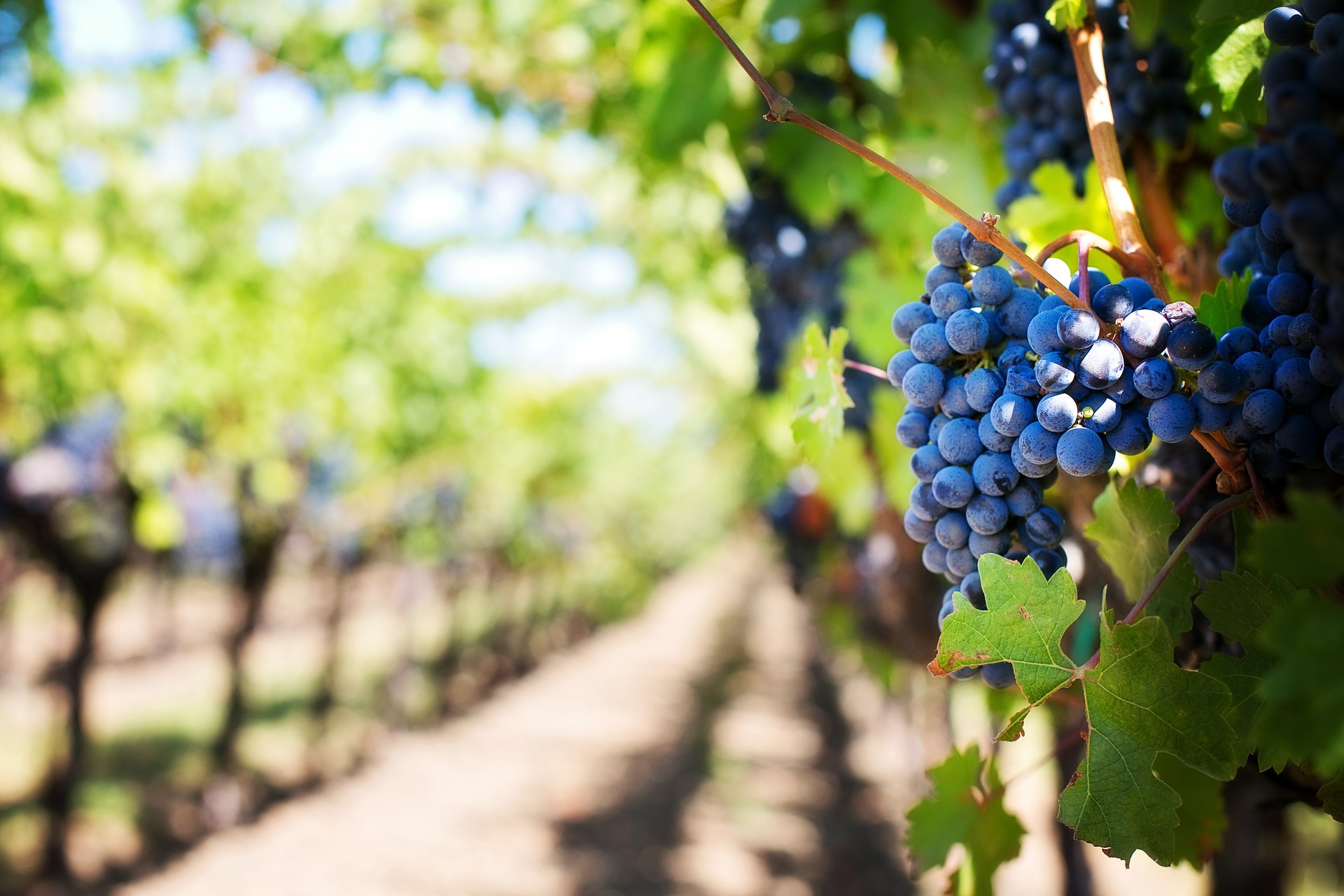 INNOVATIVE TECHNOLOGY FOR GROWERS